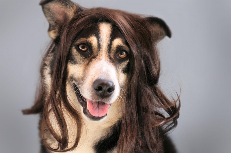 coiffure-LE CANNET DES MAURES-min_dog-1776721